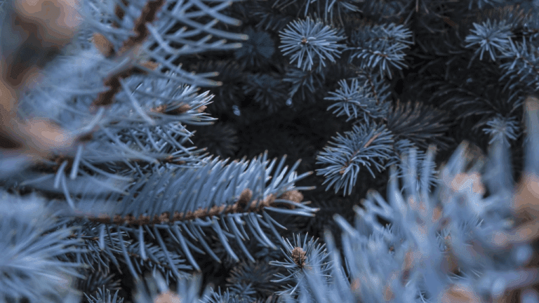 cheb_prodej_vanocnich_stormku_2025