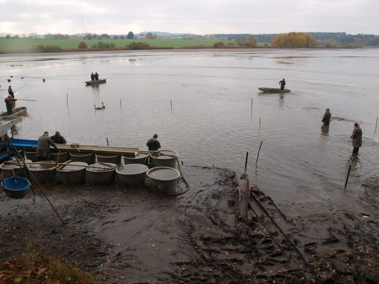 vylov_rybnika_amerika_2025