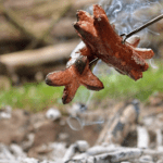 the_cheb_stepanovsky_burtik_sdh_haje_2025