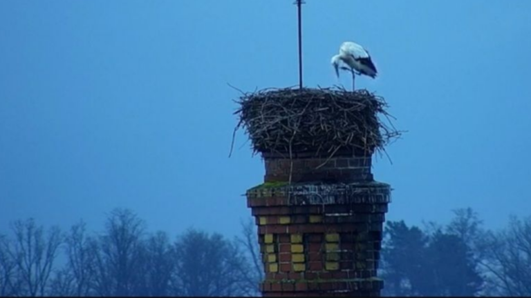 the_cheb_chebsky_čáp_2026